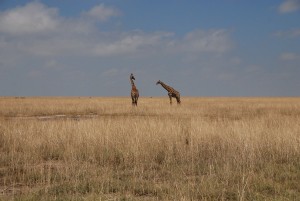 Giraffen