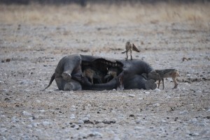 DSC_0235 Totes Nashorn