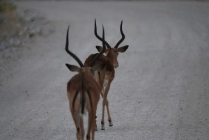 Impala