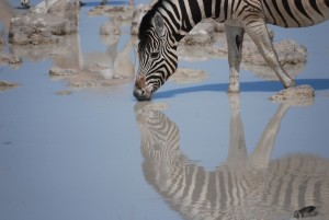 Zebra natürlich auch!