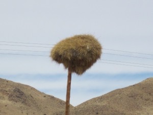 Namibianische Stromleitung